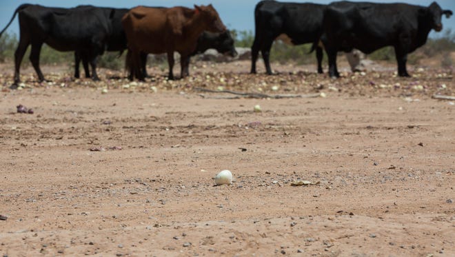 Down a dirt road across from Barker Produce, a large number of onions were dumped for a rancher to use as feed for cattle. The pile had been removed by Tuesday May 29, 2018, but a small herd of cattle grazed on the leftover onions.