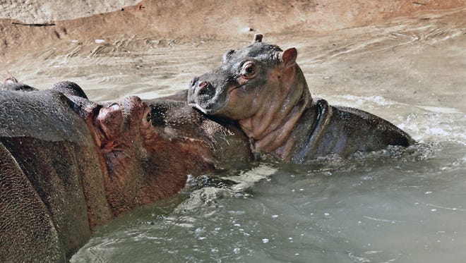 Momma hippopotamus Mara plays with her yet-unnamed newborn calf on Nov. 4 in their compound at the zoo in Los Angeles.