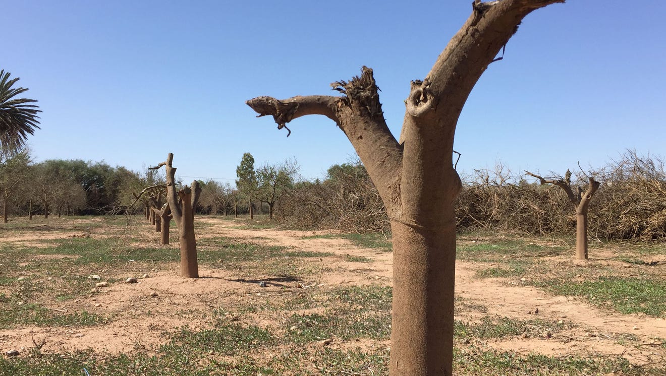Dry springs and dead orchards