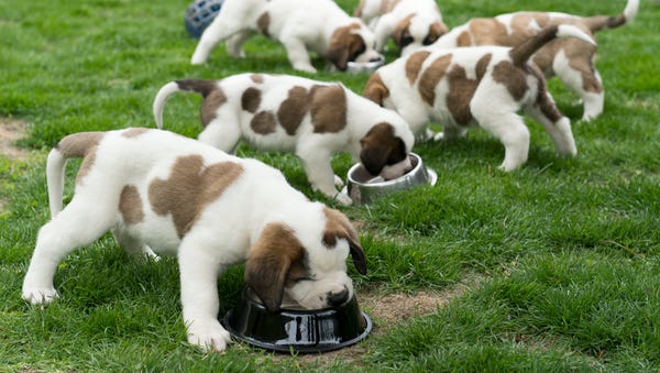 Six 5-week-old Saint Bernard puppies enjoy feeding