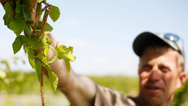 Heritage Tree Farm landscape manager Ben Barshinger holds a paper birch tree branch that still has male catkins, which release pollen, at the farm in North Codorus Township in this file photo. File photo