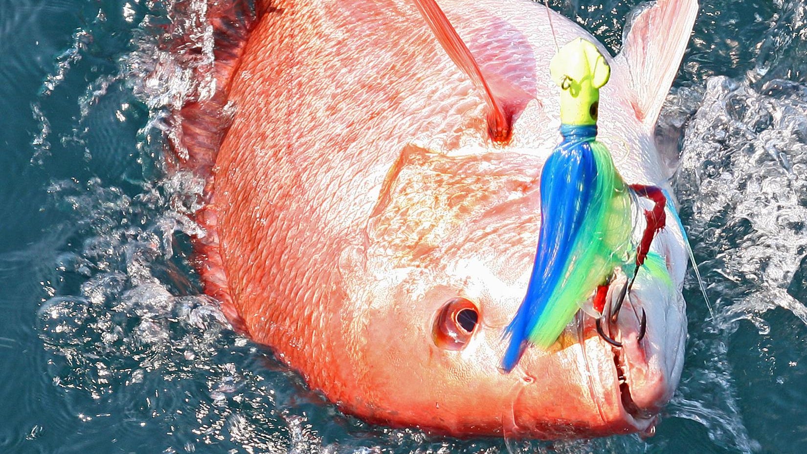 Alabama S Recreational Red Snapper Season To End July 3