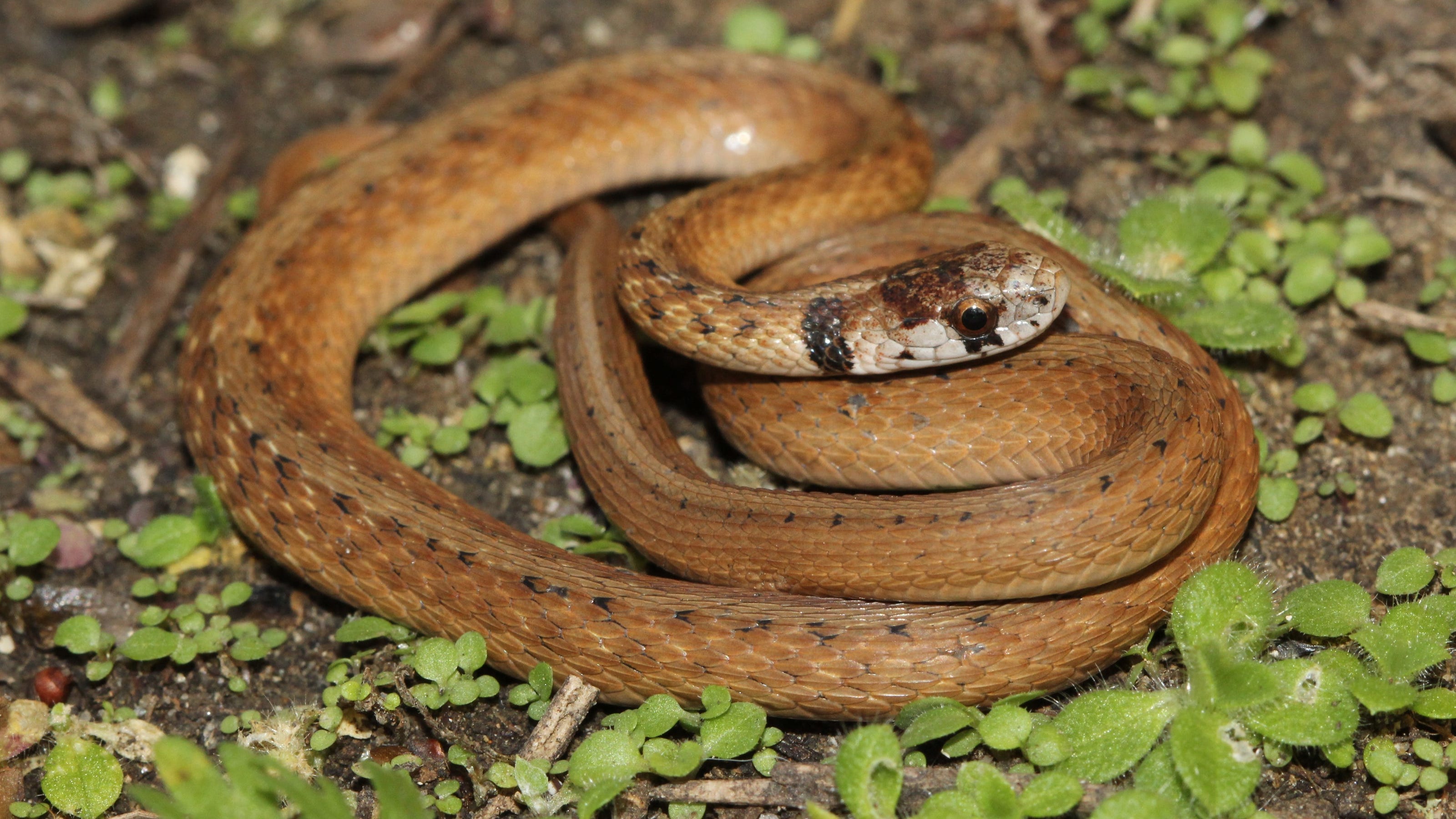 Scientists have discovered how flying snakes fly Scientists have discovered how flying snakes fly