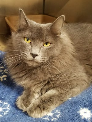 Verizon is a 2-year-old all-gray, medium-haired boy who came to the shelter with his ears all clogged up with earmites. He got his name because we constantly asked, “Can you hear me now?” He’s the sweetest guy, though, and would love to have you as a best friend.