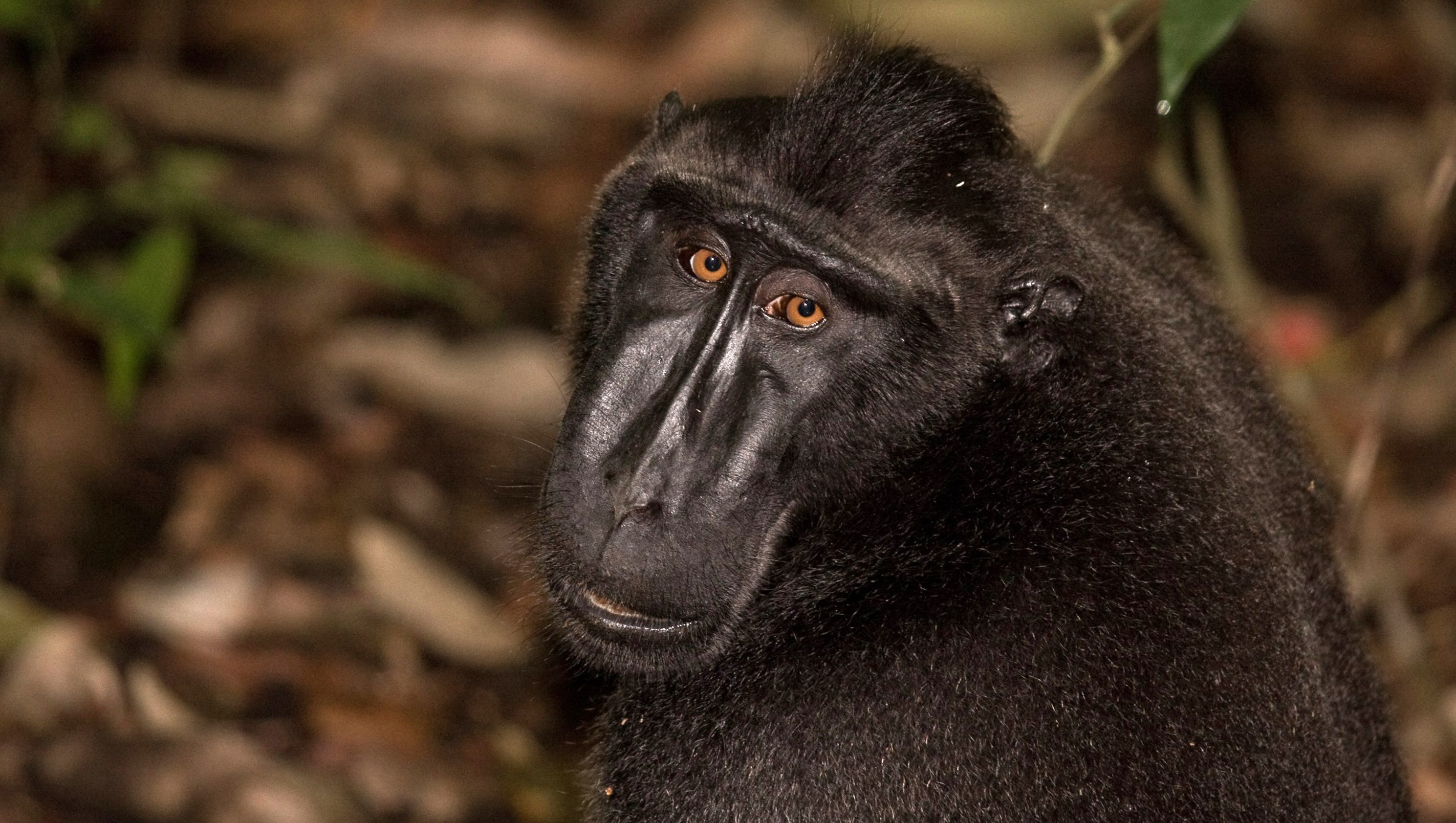 Over half of world’s apes and monkeys in danger of extinction