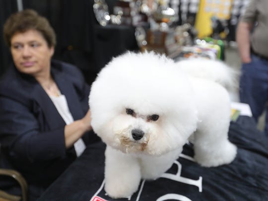 2019 Detroit Kennel Club Dog Shows In Novi What To Know