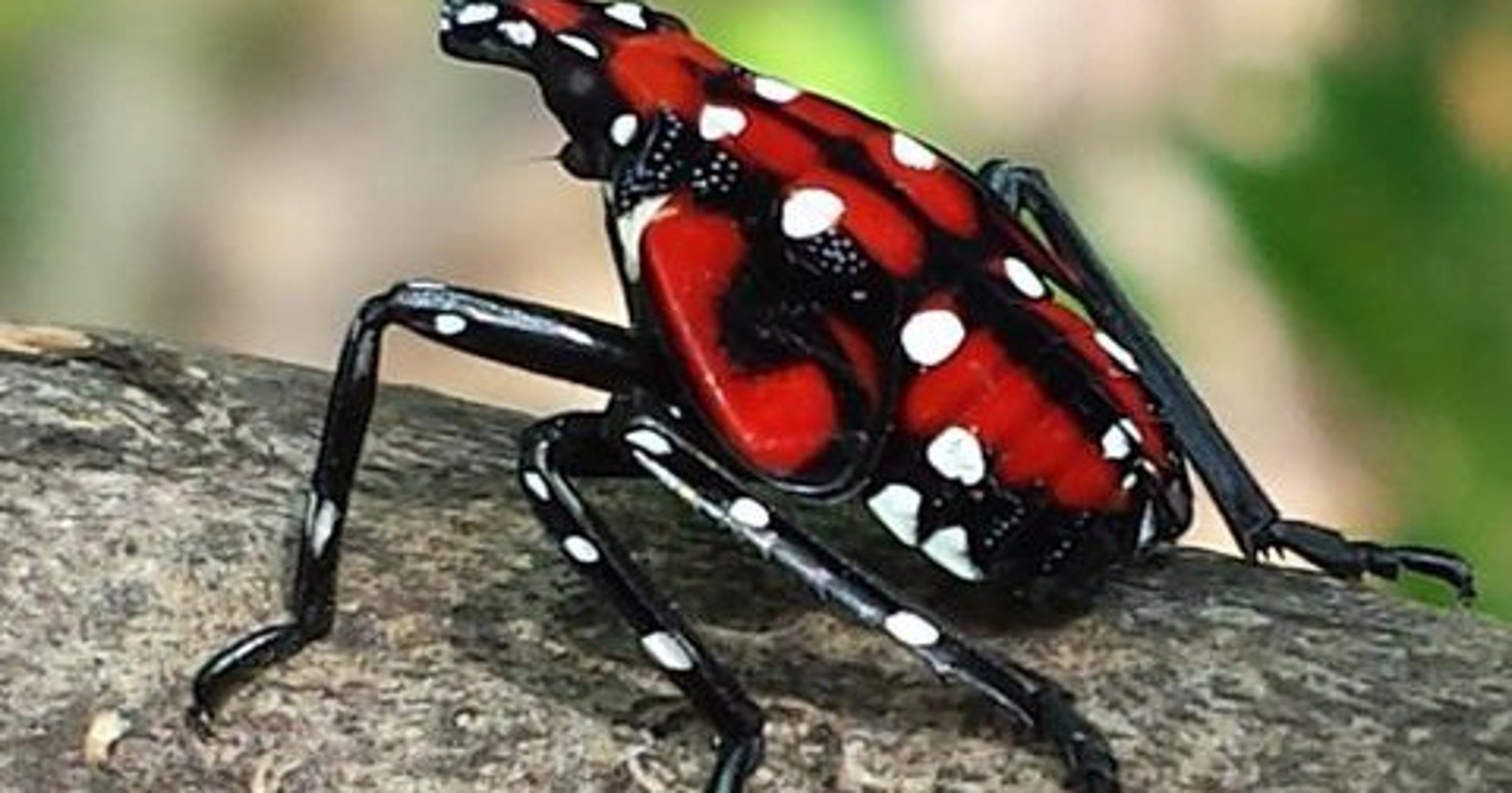 Spotted lanternfly infests Christmas trees and could lay eggs in your house