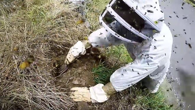 Scientist Bob Brown dug out a wasp nest.