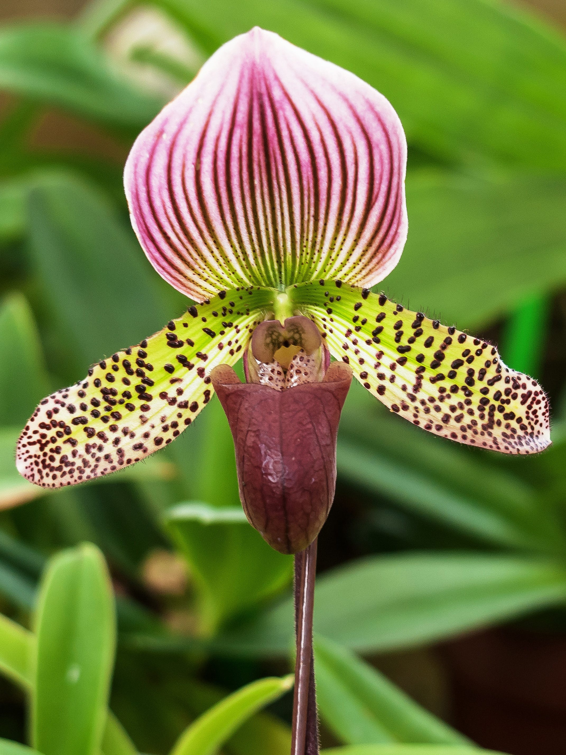 ☆SALE|公式通販| POOL Slipper BY a CLASS primer Orchids, Marriott