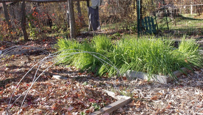 This undated photo shows vegetable beds readied for winter in Rosendale, N.Y. Blanketing the ground with a layer of mulch, autumn leaves in the foreground bed, or sowing a winter cover crop, as in the background bed, protects the surface layers from pounding rain and wide swings in temperature, as well as providing other benefits.