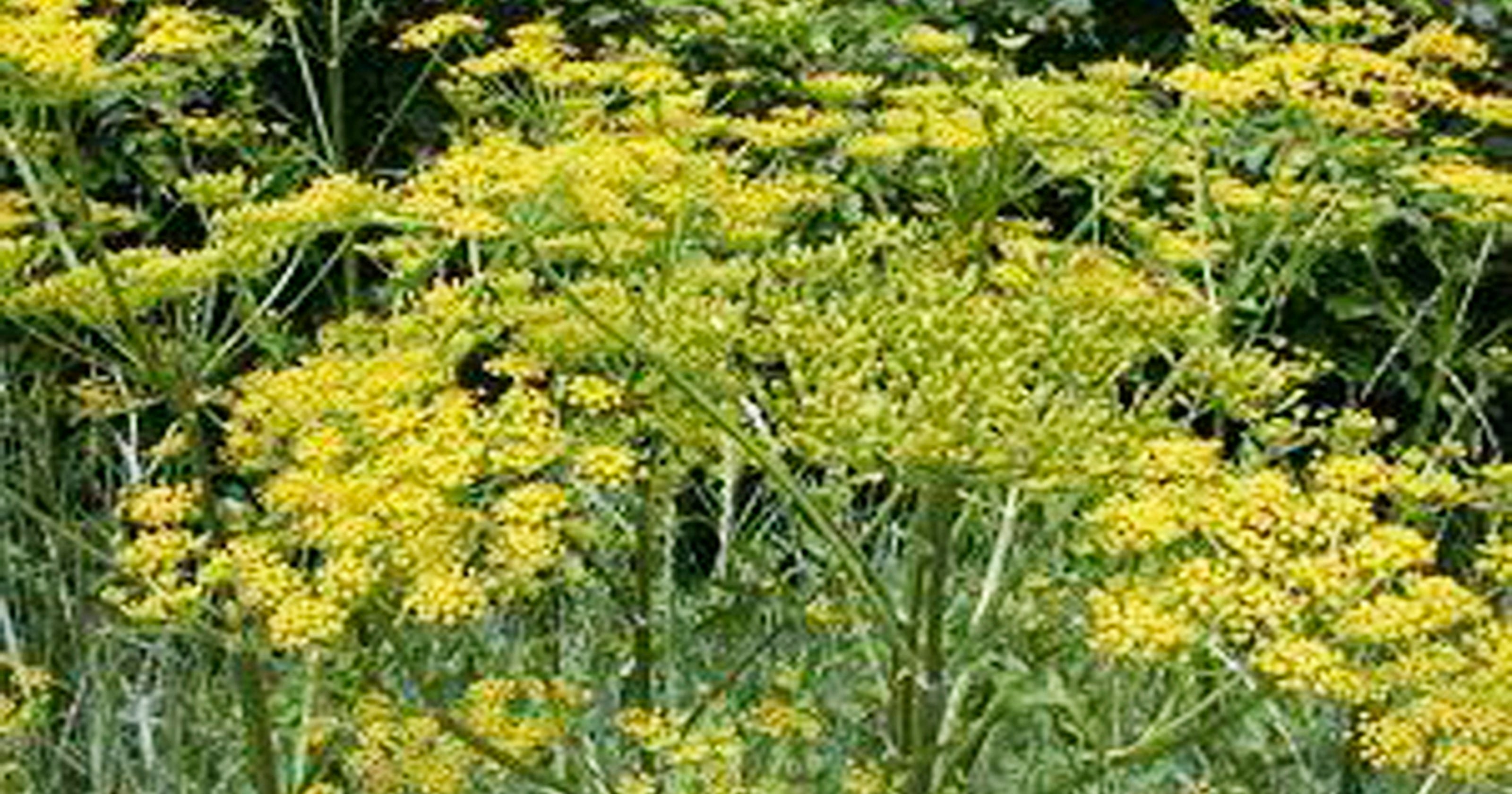 Dangerous 'hobo parsnip' plant severely burns, blisters woman