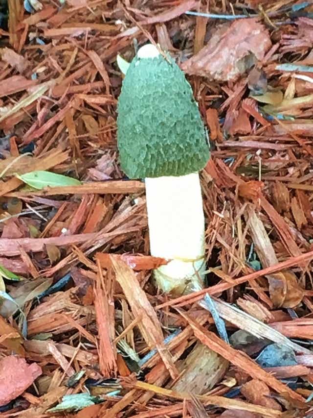 Carol Cloud Bailey How Do You Get Rid Of Stinkhorn Mushrooms