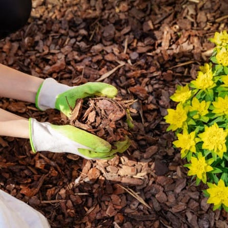 Use mulch to cover up any bare soil spots to keep weeds at bay.