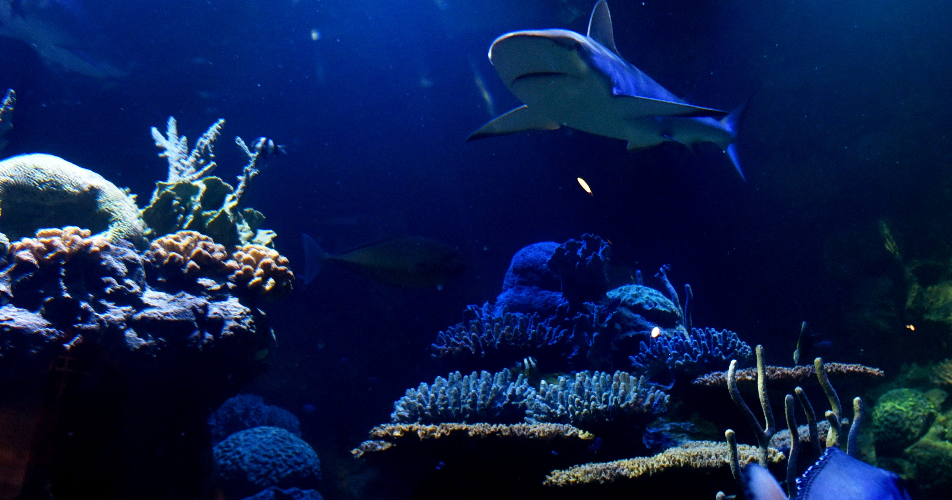 The Shreveport Aquarium opens