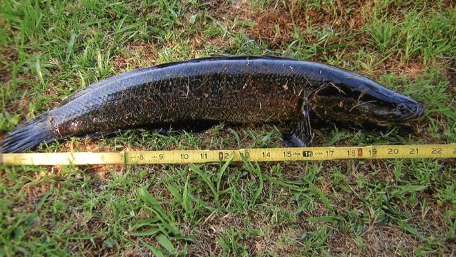 A photo of a Northern snakehead fish provided by the Maryland Department of Natural Resources.