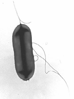 A file photo of an undated E. Coli cell shown in this electron micrograph. Washoe County Health District issued a no-use order for the River Belle Mobile Home park public water system in Verdi after it was found contaminated with E. coli.