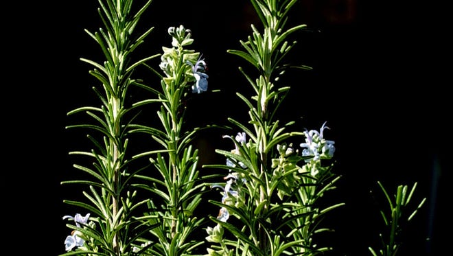 Rosemary is a perennial herb that provides attractive flowers as well as flavorful stems and leaves.