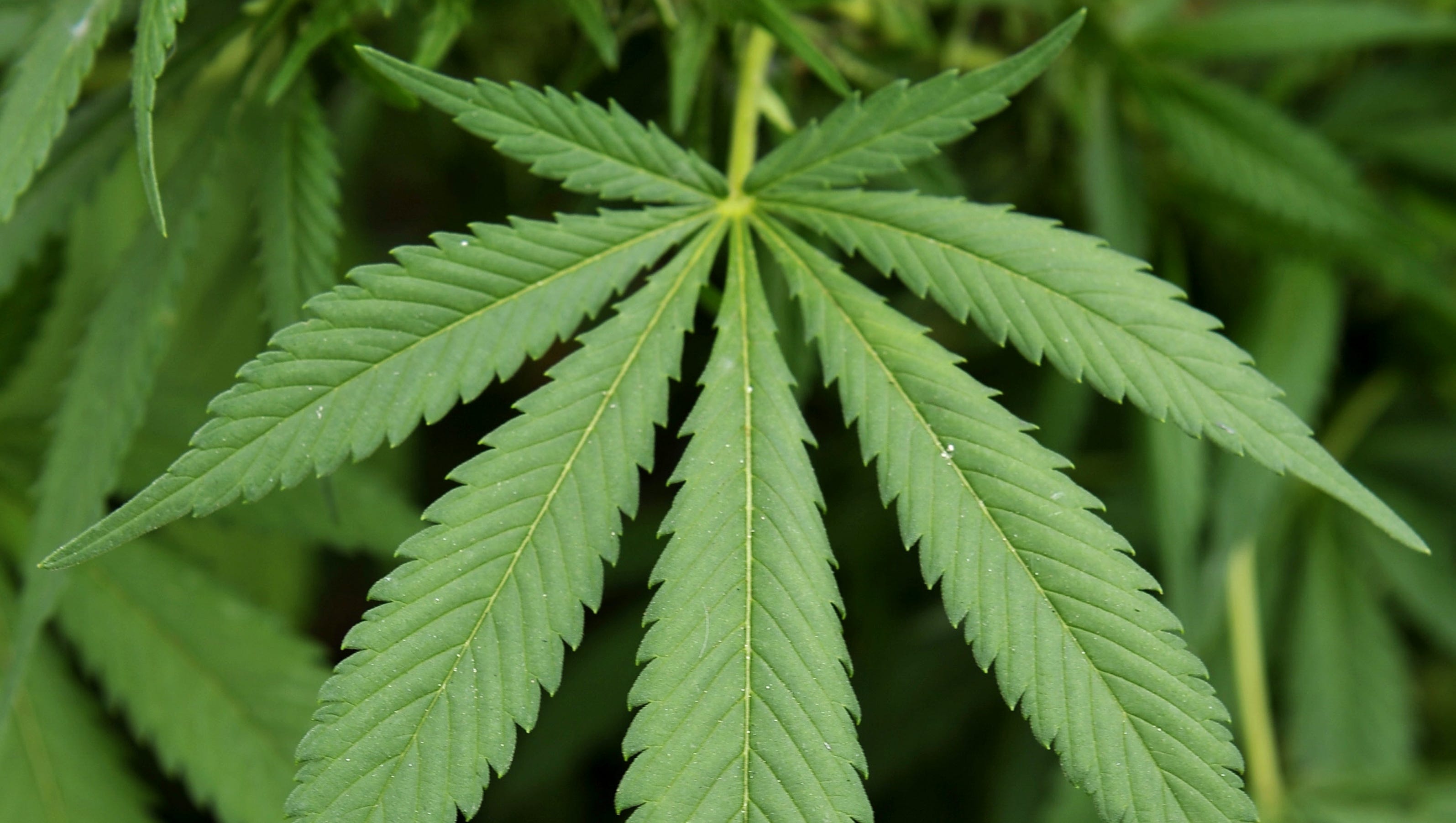 How To Draw A Marijuana Plant