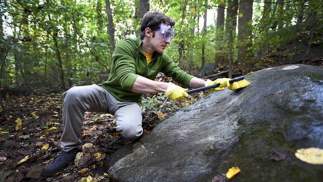 Darryl Bickell scrubs spray paint off the surface of a rock along one of the many hiking trails in Clarence Schock Memorial Park at Governor Dick in West Cornwall Township Sunday afternoon, Oct. 16. An uptick in vandalism has left many of the landmark boulders defaced with spray paint.