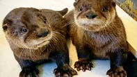 Cape Wildlife Center in Barnstable is currently raising a young pair of orphaned otters.
