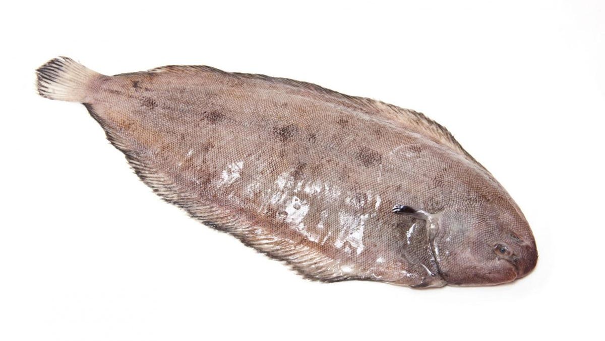 Dover Sole Accidentally Jumps Down Angler S Throat In Britain The dover sole reaches a length of about 50 cm (20 inches) and is brown in colour, with darker blotches and a black spot on each pectoral fin. metrowest daily news