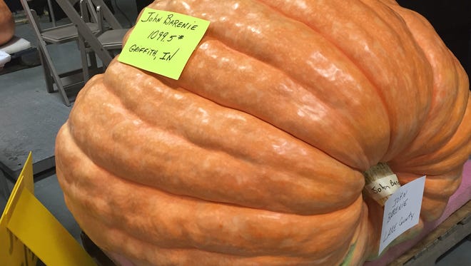 The winner of the giant pumpkin contest at the 2015 Indiana State Fair weighs 1,099.5 pounds.