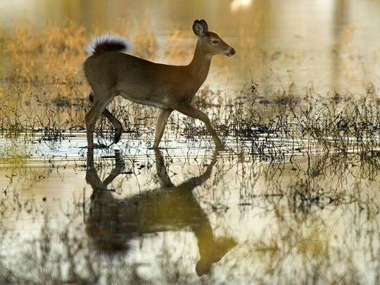 White-tailed deer.