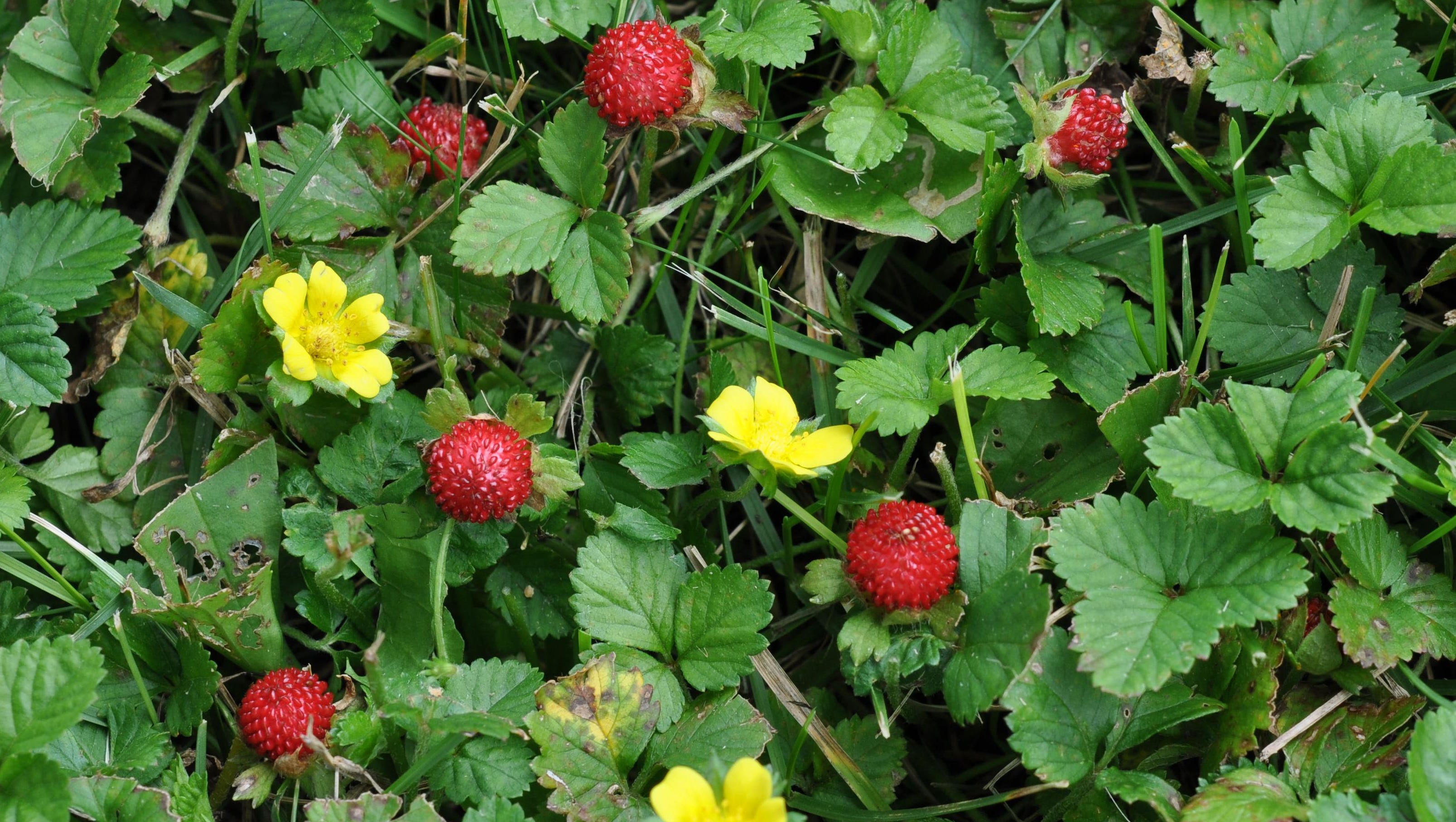 Dr. Dirt How to stop mock strawberries