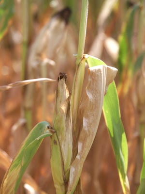 If drought occurs during flowering and grain-production period for corn, it can lead to reduced kernel size and lower crop yield.
