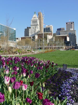 Tulips in the Memory Garden with the Cincinnati  skyline in the background is a popular photo opportunity at Smale Riverfront Park