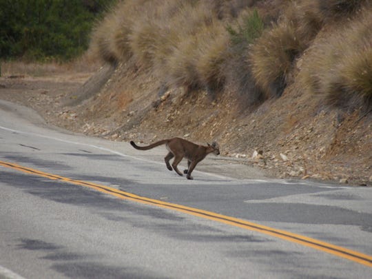 A mountain lion crosses a road in the Santa Monica Mountains.