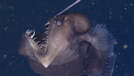 A deep-sea anglerfish called a Black Seadevil uses its luminescent lure to catch prey. The elusive fish was caught on video by a remotely operated research vehicle scanning the depths of the Monterey Canyon off the coast of central California.