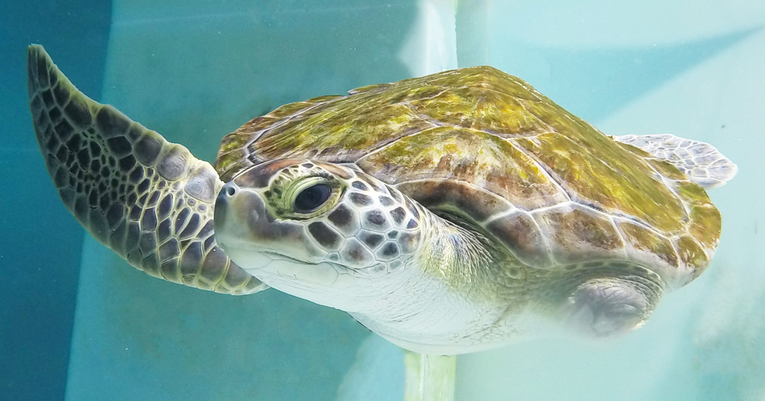 Navarre Beach Sea Turtle Conservation Center welcomes Sweet Pea