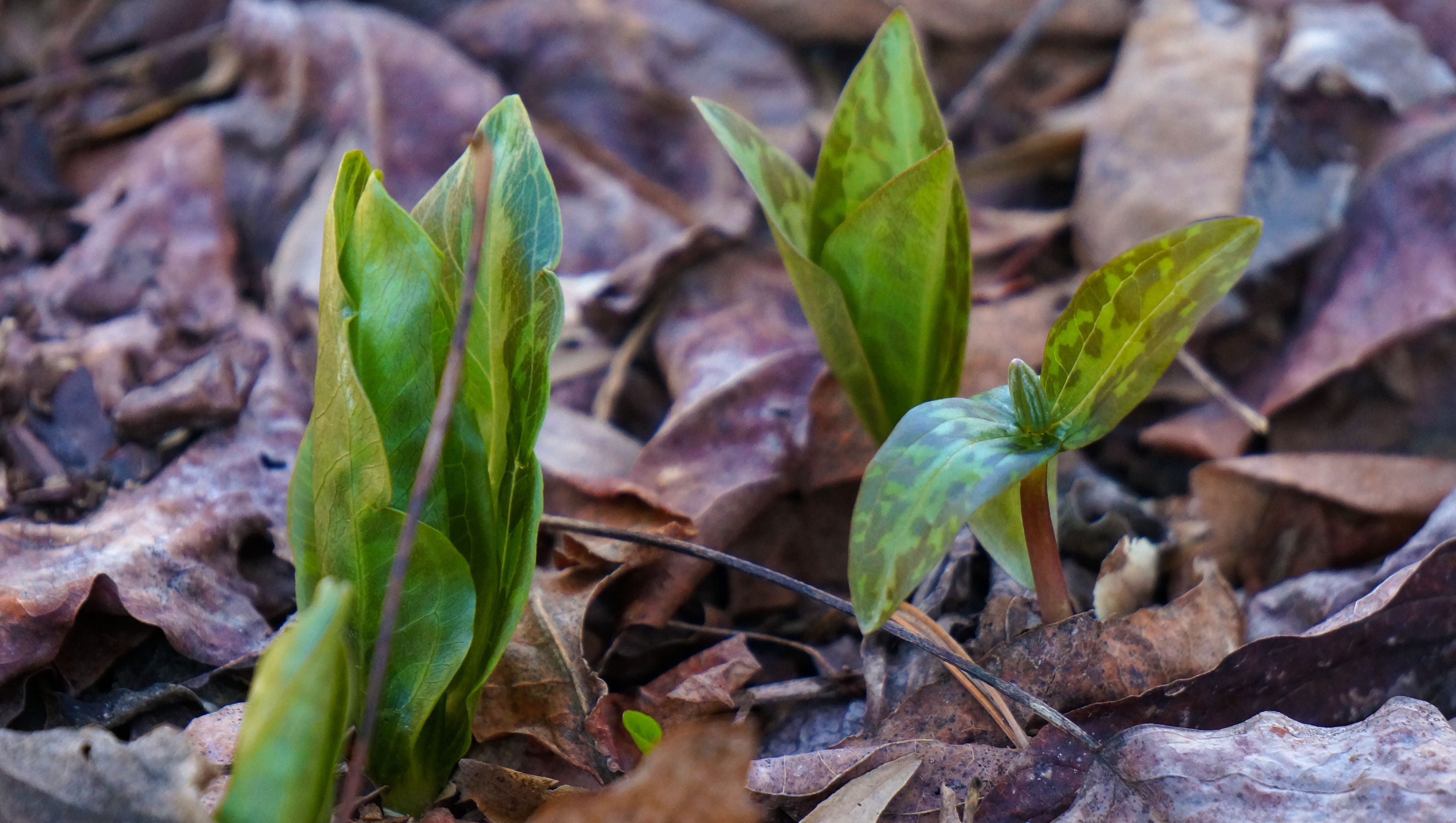 Now Is The Time To See The Beautiful Rare Trillium Download trillium images and photos. beautiful rare trillium