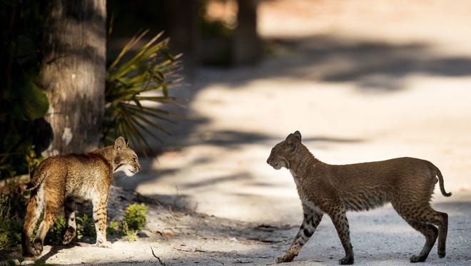 Bobcats may be cute, but are they dangerous? What to know.
