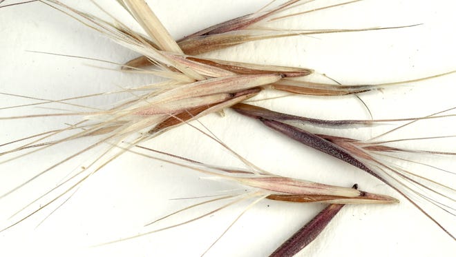 Foxtails Can Hurt Dogs Here S What To Do Foxtails Can Hurt Dogs Here S What To Do