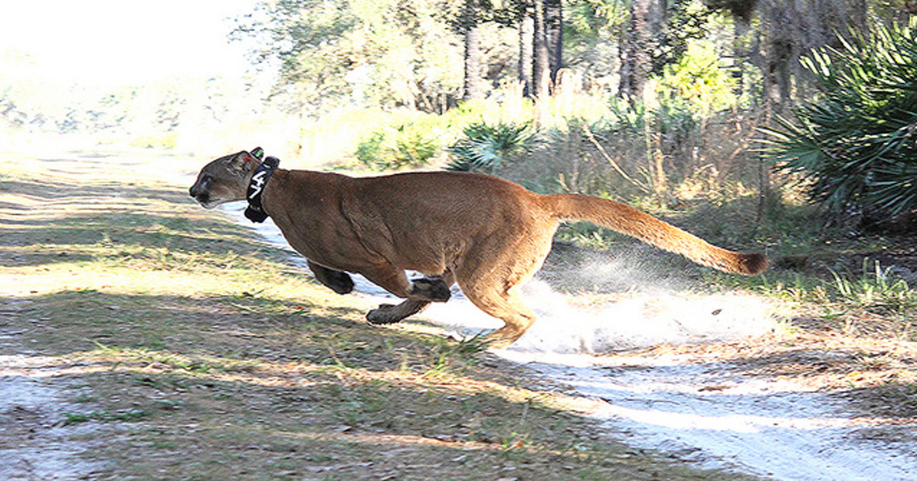 Citizens need to stand up for Florida panther | Guest column
