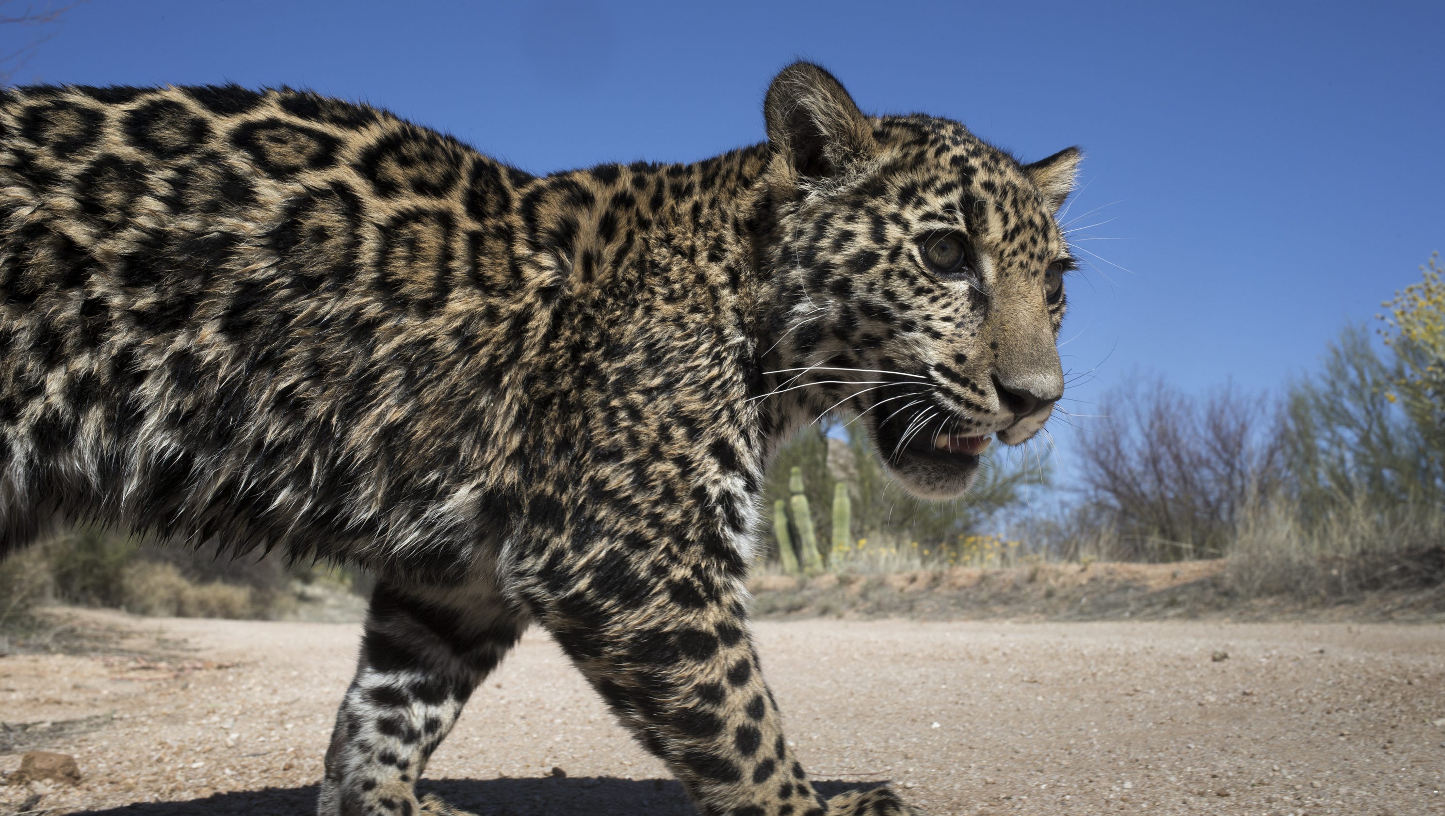 How A Border Wall Could Drive The Jaguar Extinct In America