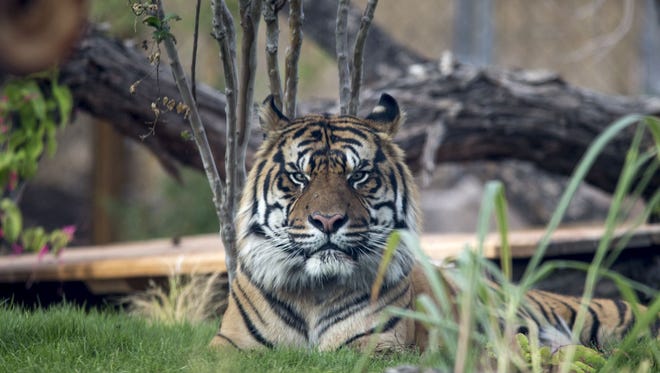 Jai, the Phoenix Zoo's 11 year-old male tiger, November 3, 2015, in his new habitat.