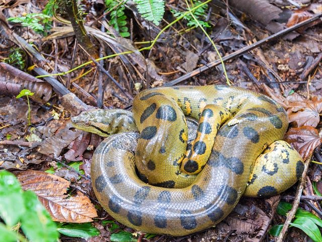 Watch Lcso Detective Captures Anaconda