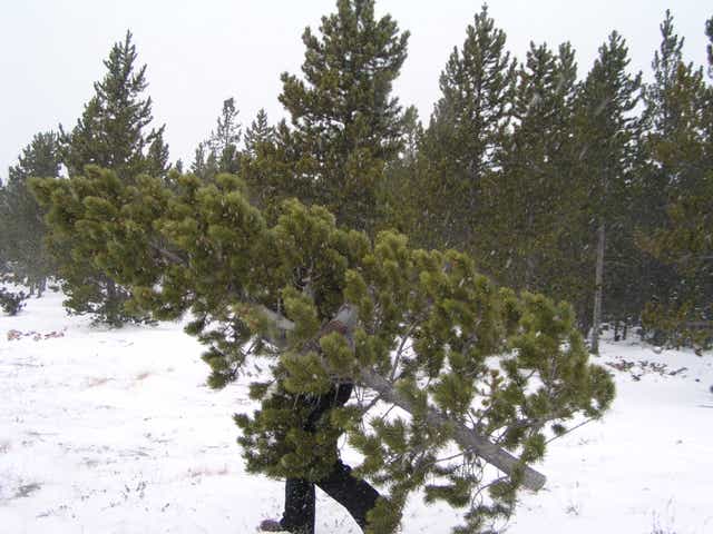 Christmas Tree Cutting Red Feather Lakes Co 2022 Where To Cut Your Own Christmas Tree Near Fort Collins
