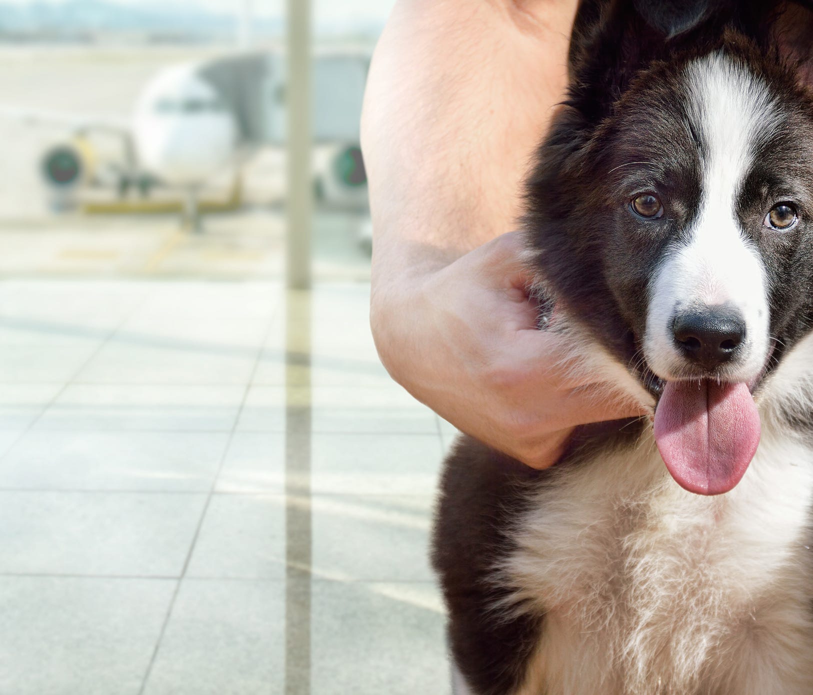 Animal-related incidents are forcing airports to expend extra resources and causing them to rethink policies governing animals in the terminals.