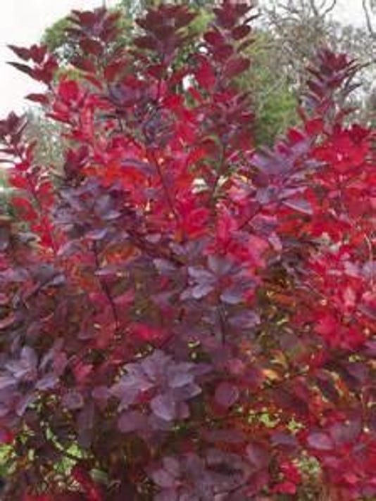 Meet The Smoke Tree