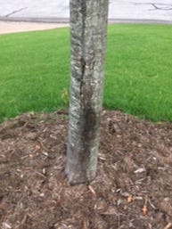 A crack down the trunk of a red oak could be the result of sunscald.