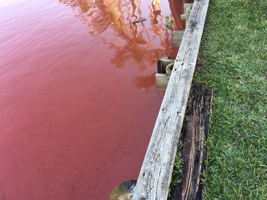 Plankton turns Cocoa Beach canals a bright red near Minutemen Causeway.