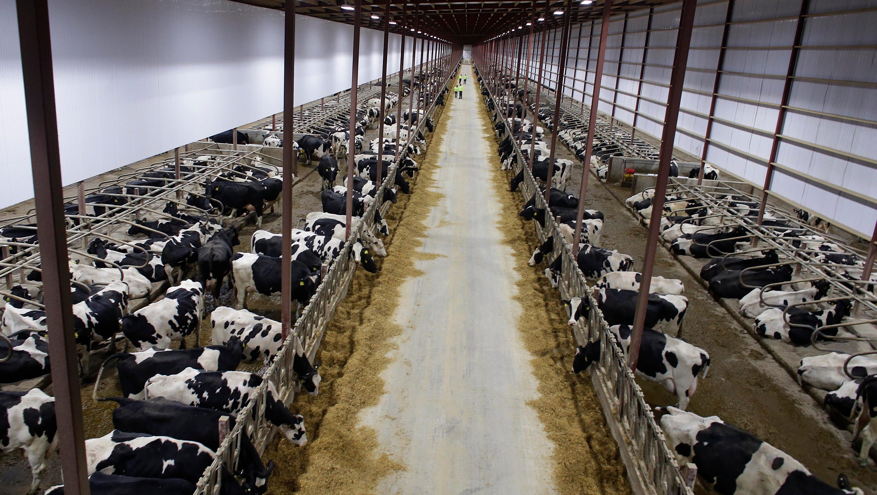Massive dairy farms and locals debate: Can manure from so many cattle