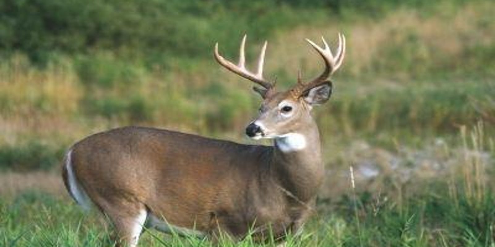 Ohio Deer Hunting 2018 Gun Season Starts Monday Nov 26