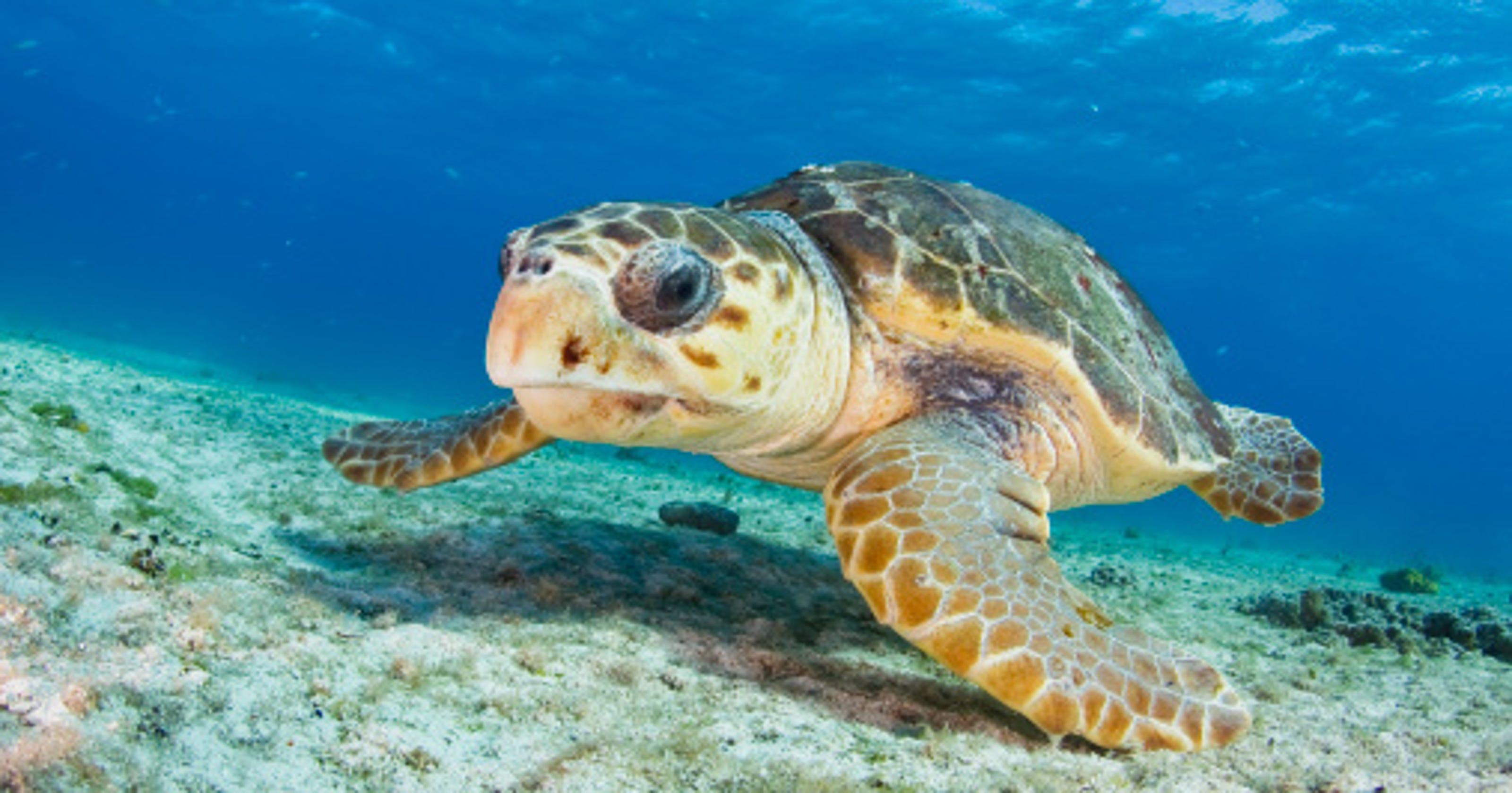 Turtle