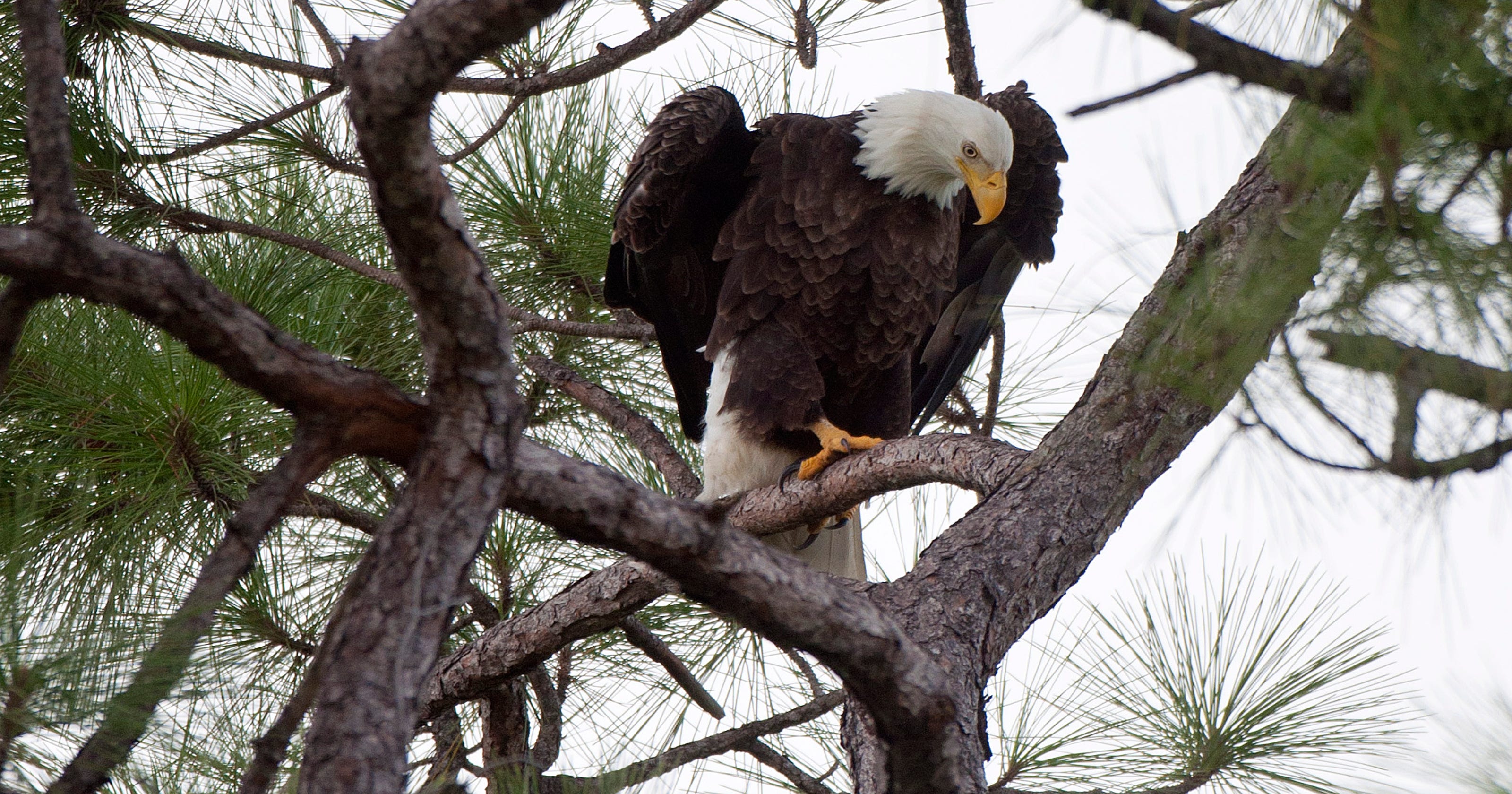 Famous Bald Eagle cam returns to North Fort Myers