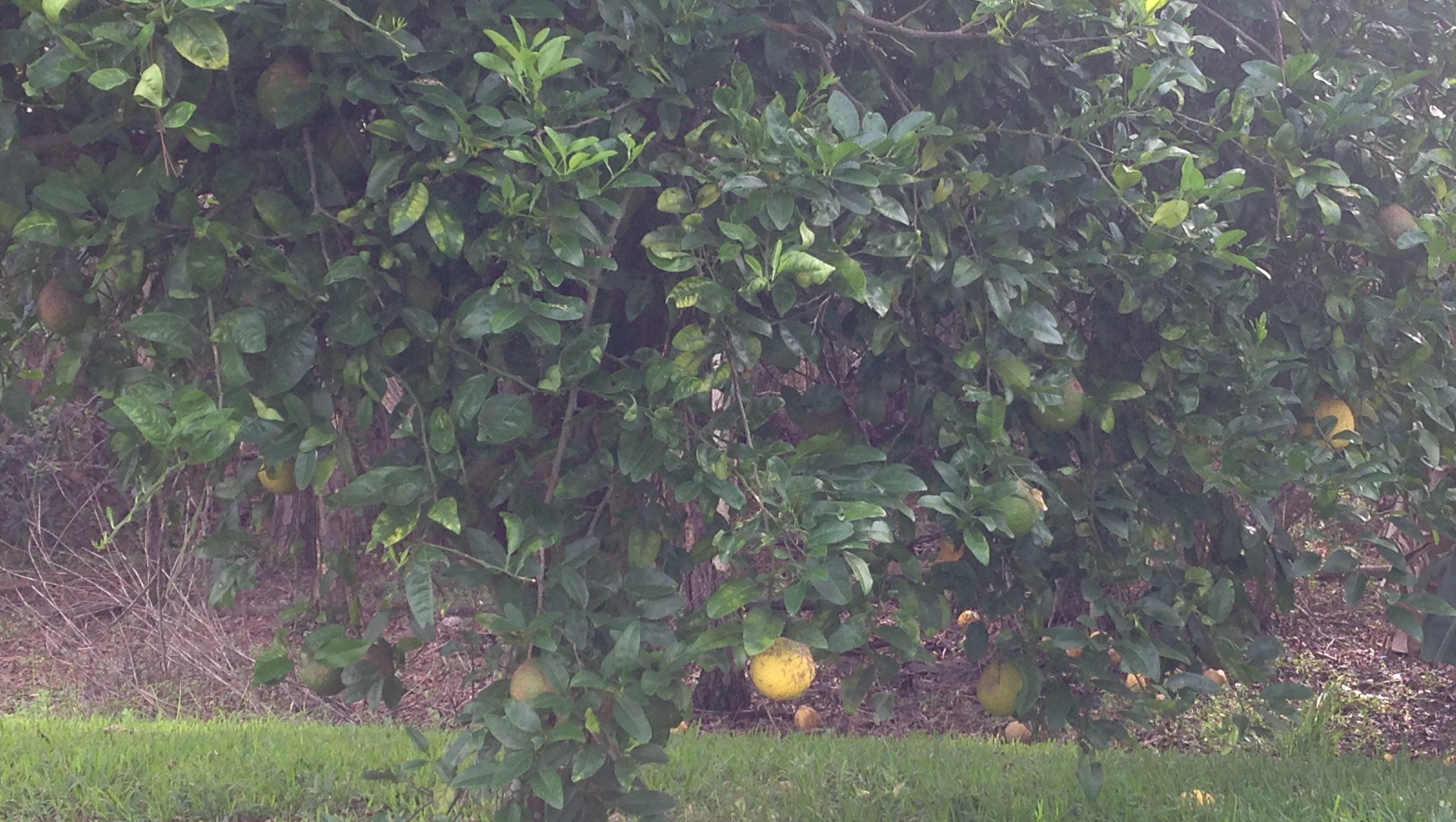 Farm to Fork Preserved Ponderosa lemons